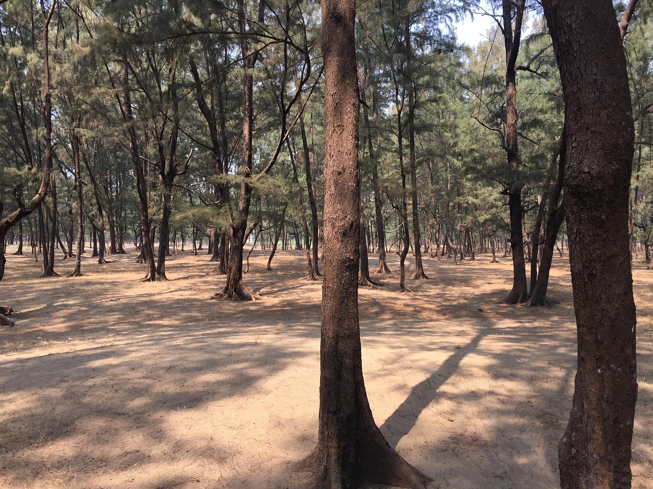 Trending Cricket Satta Bazar in Bhubaneshwar Review 2026: Bonus, App, Withdrawal Tested