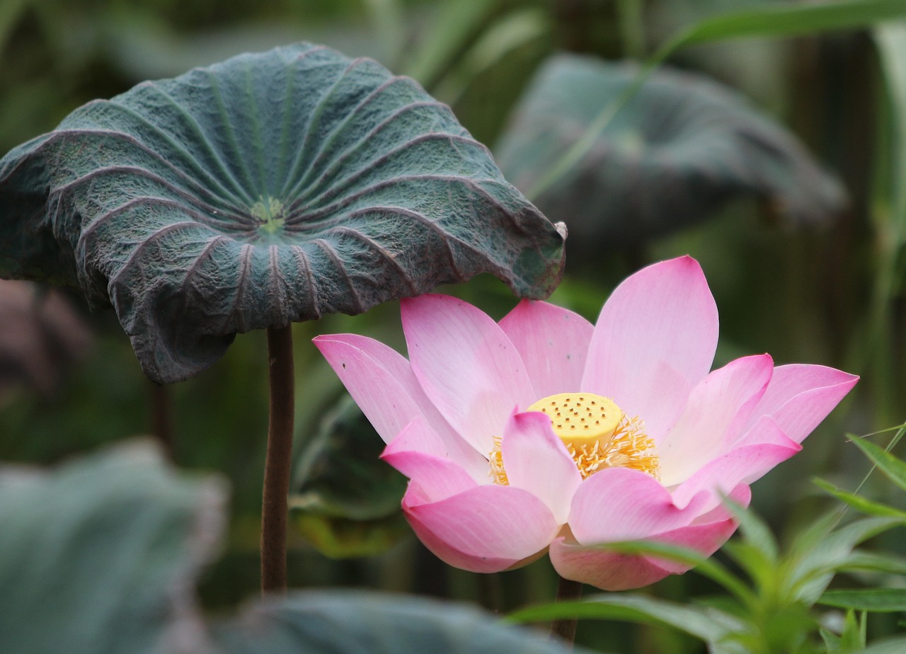 Top 20 Lotus365 Review Review 2026: Bonus, App, Withdrawal Tested